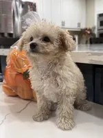 Marshmallow , a male Maltipoo for sale in San Bernardino, CA – 3 of 10