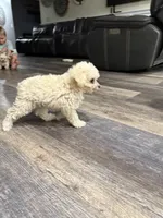 Marshmallow , a male Maltipoo for sale in San Bernardino, CA – 6 of 10