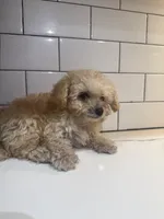 Graham , a male Maltipoo for sale in San Bernardino, CA – 2 of 8