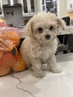 Marshmallow , a male Maltipoo for sale in San Bernardino, CA – 4 of 10