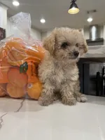 Graham , a male Maltipoo for sale in San Bernardino, CA – 8 of 8