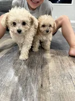 Graham , a male Maltipoo for sale in San Bernardino, CA – 7 of 8
