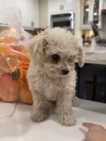 Marshmallow , a male Maltipoo for sale in San Bernardino, CA – 5 of 10