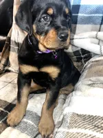 processed/aeb1ab8d-271e-4308-8a43-2704aac7f154/listing/1deca72d-29b6-4e69-ad0e-4df2f63572d6/d74511f4-9d9f-45df-a1f1-170cbba6de94