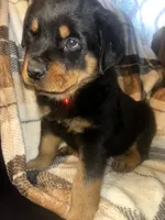 processed/aeb1ab8d-271e-4308-8a43-2704aac7f154/listing/6fc30b10-754c-45ff-afdc-053a491b46dc/98faffdd-43c9-4765-a9f9-af87906983e0