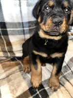 processed/aeb1ab8d-271e-4308-8a43-2704aac7f154/listing/e094be5b-9fcd-47e5-8966-4df5025a458e/4904b14a-2af2-42e8-a060-b64a7afad507