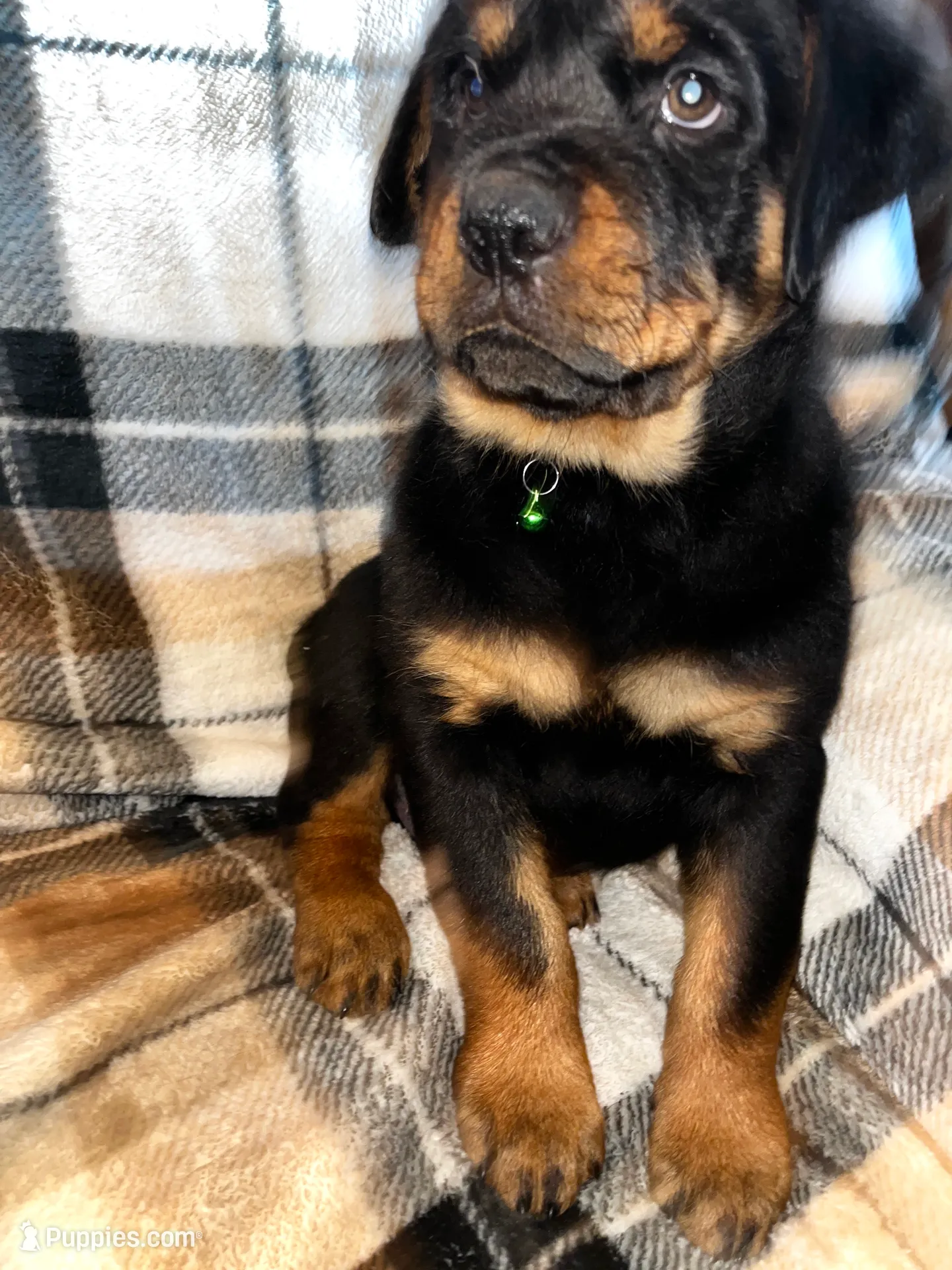 Rocco ( light green)