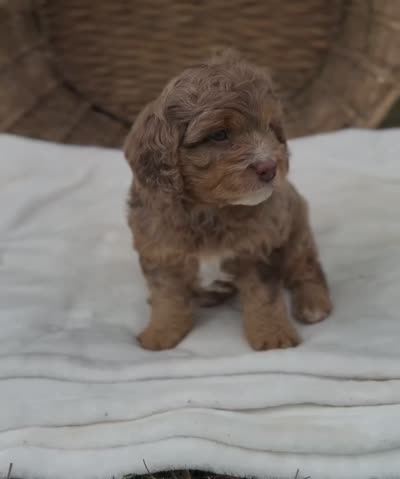 Norman , a male Cavapoo for sale in Worcester, MA – 8 of 8