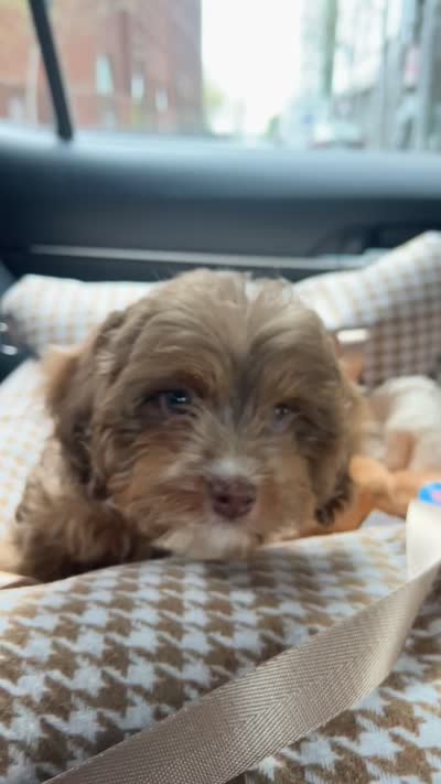 Norman , a male Cavapoo for sale in Worcester, MA – 7 of 8