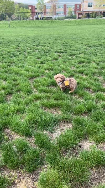 Norman , a male Cavapoo for sale in Worcester, MA – 6 of 8