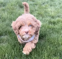 Norman , a male Cavapoo for sale in Worcester, MA – 3 of 8