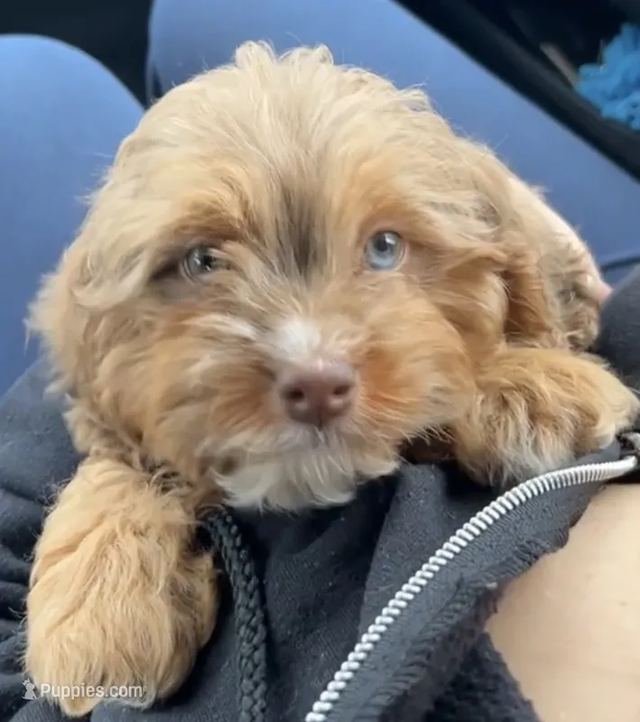 Norman  – Cavapoo puppy for sale in Worcester, MA