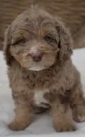 Norman , a male Cavapoo for sale in Worcester, MA – 4 of 8