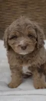 Norman , a male Cavapoo for sale in Worcester, MA – 5 of 8