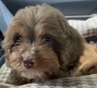 Norman , a male Cavapoo for sale in Worcester, MA – 2 of 8