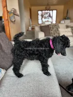 ANNIE - Medium standard poodle, a female Poodle - Standard  for sale in Charlo, MT – 5 of 7