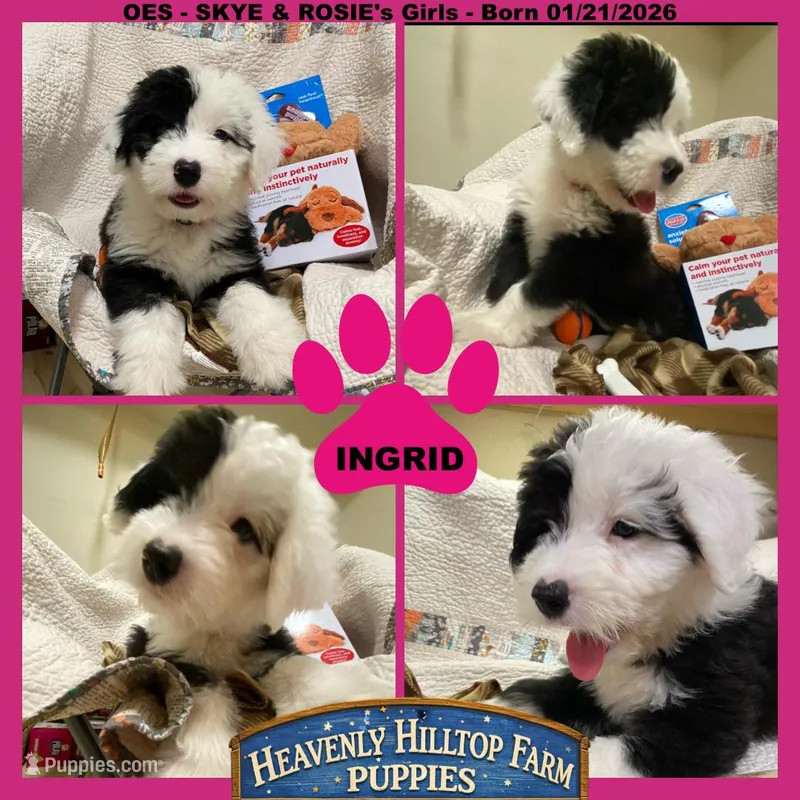 INGRID - OES GIRL PINK – Old English Sheepdog puppy for sale in Charlo, MT