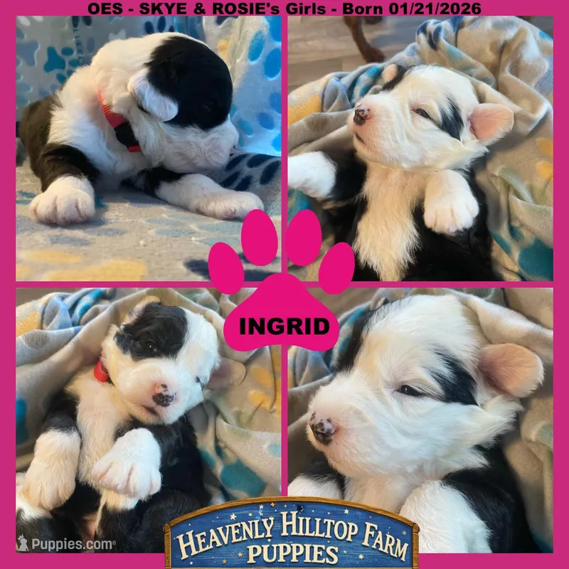 INGRID - OES GIRL PINK