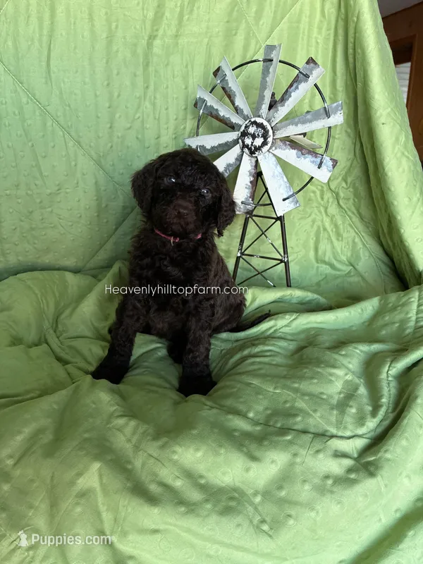 PETUNIA - Hot Pink Collar Girl  – Goldendoodle puppy for sale in Charlo, MT
