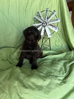 PETUNIA - Hot Pink Collar Girl , a female Goldendoodle for sale in Charlo, MT – 1 of 1