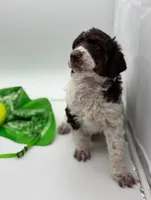 Harlem - Brown Tri, a male Poodle - Standard  for sale in Charlo, MT – 3 of 4