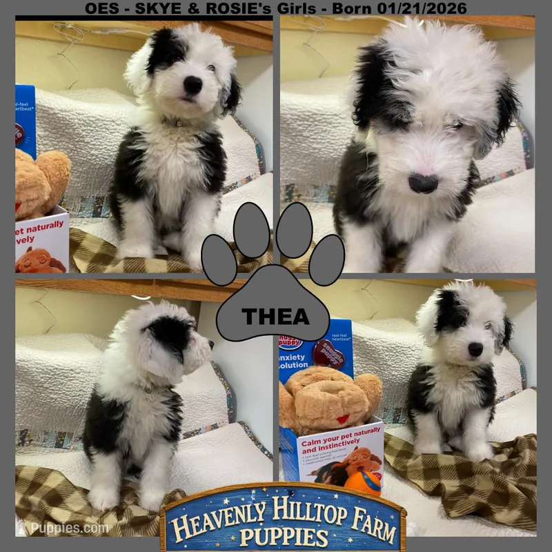 THEA - OES GIRL GREY – Old English Sheepdog puppy for sale in Charlo, MT
