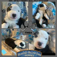 THEA - OES GIRL GREY, a female Old English Sheepdog for sale in Charlo, MT – Photo 1 of 3