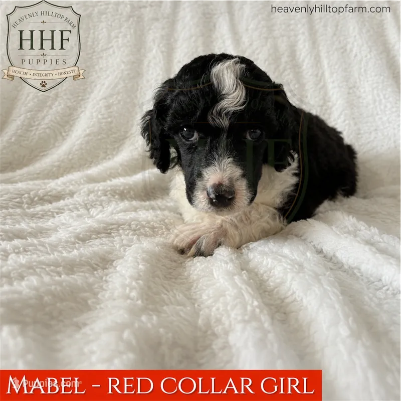 MABEL - Mediuml Standard Poodle – Poodle - Standard  puppy for sale in Charlo, MT