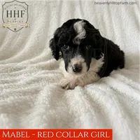 MABEL - Mediuml Standard Poodle, a female Poodle - Standard  for sale in Charlo, MT – 1 of 1