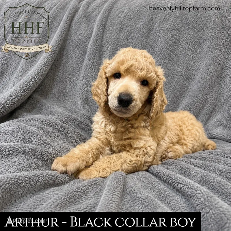 ARTHUR - AKC Large standard poodle  – Poodle - Standard  puppy for sale in Charlo, MT