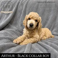 ARTHUR - AKC Large standard poodle , a male Poodle - Standard  for sale in Charlo, MT – 1 of 2