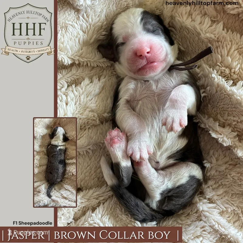 JASPER - F1 Sheepadoodle – Old English Sheepdog, Poodle - Standard  puppy for sale in Charlo, MT