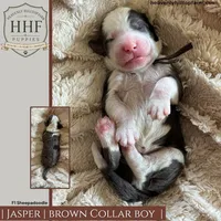 JASPER - F1 Sheepadoodle, a male Old English Sheepdog and Poodle - Standard  for sale in Charlo, MT – 1 of 1
