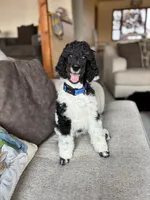 HANK - Black Tri medium Standard Poodle, a male Poodle - Standard  for sale in Charlo, MT – 4 of 5