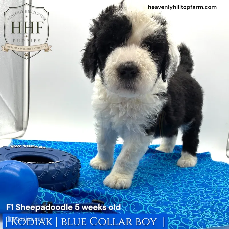 KODIAK - F1 Sheepadoodle – Old English Sheepdog, Poodle - Standard  puppy for sale in Charlo, MT