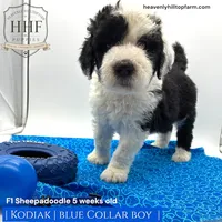 KODIAK - F1 Sheepadoodle, a male Old English Sheepdog and Poodle - Standard  for sale in Charlo, MT – 1 of 2