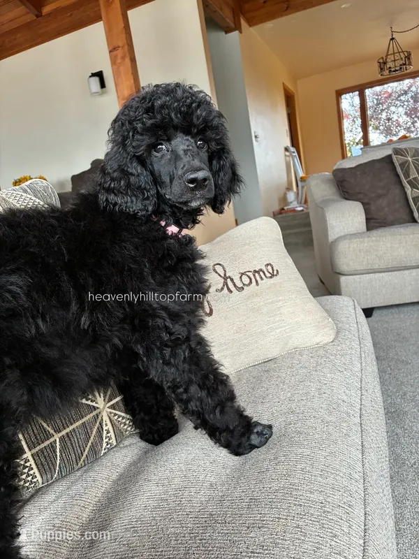 MAGNOLIA - Medium Black Poodle – Poodle - Standard  puppy for sale in Charlo, MT