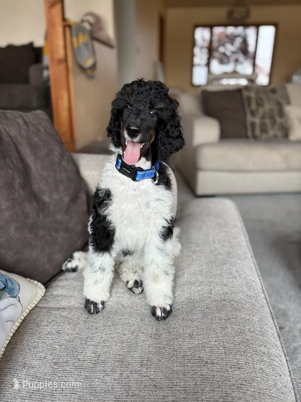 HANK - Black Tri medium Standard Poodle – Poodle - Standard  puppy for sale in Charlo, MT