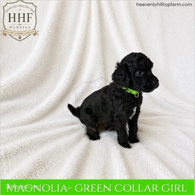 MAGNOLIA - small standard poodle – Poodle - Standard  puppy for sale in Charlo, MT