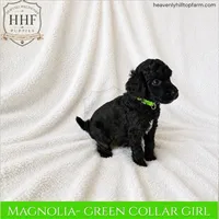 MAGNOLIA - small standard poodle, a female Poodle - Standard  for sale in Charlo, MT – 1 of 1