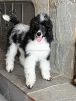 MABEL - Black Tri Medium Standard Poodle, a female Poodle - Standard  for sale in Charlo, MT – 2 of 6