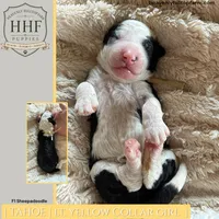 TAHOE - F1 Sheepadoodle, a female Old English Sheepdog and Poodle - Standard  for sale in Charlo, MT – 1 of 1