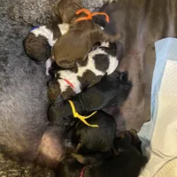 OPHELIA , a female Poodle - Standard  for sale in Charlo, MT – Photo 4 of 6