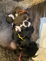 OPHELIA - EMMA's Girl - pink, a female Poodle - Standard  for sale in Charlo, MT – Photo 3 of 5