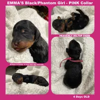 OPHELIA - EMMA's Girl - pink, a female Poodle - Standard  for sale in Charlo, MT – Photo 2 of 5