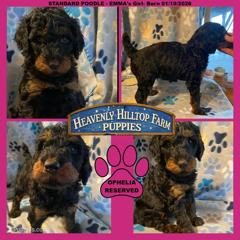 OPHELIA - EMMA's Girl - pink