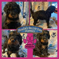 OPHELIA - EMMA's Girl - pink, a female Poodle - Standard  for sale in Charlo, MT – Photo 1 of 5