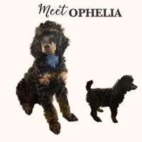 OPHELIA , a female Poodle - Standard  for sale in Charlo, MT – Photo 1 of 6