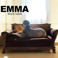 OPHELIA , a female Poodle - Standard  for sale in Charlo, MT – Photo 6 of 6