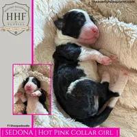 SEDONA- F1 Sheepadoodle, a female Old English Sheepdog and Poodle - Standard  for sale in Charlo, MT – 1 of 1